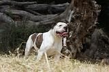 BOULEDOGUE AMERICAIN 094